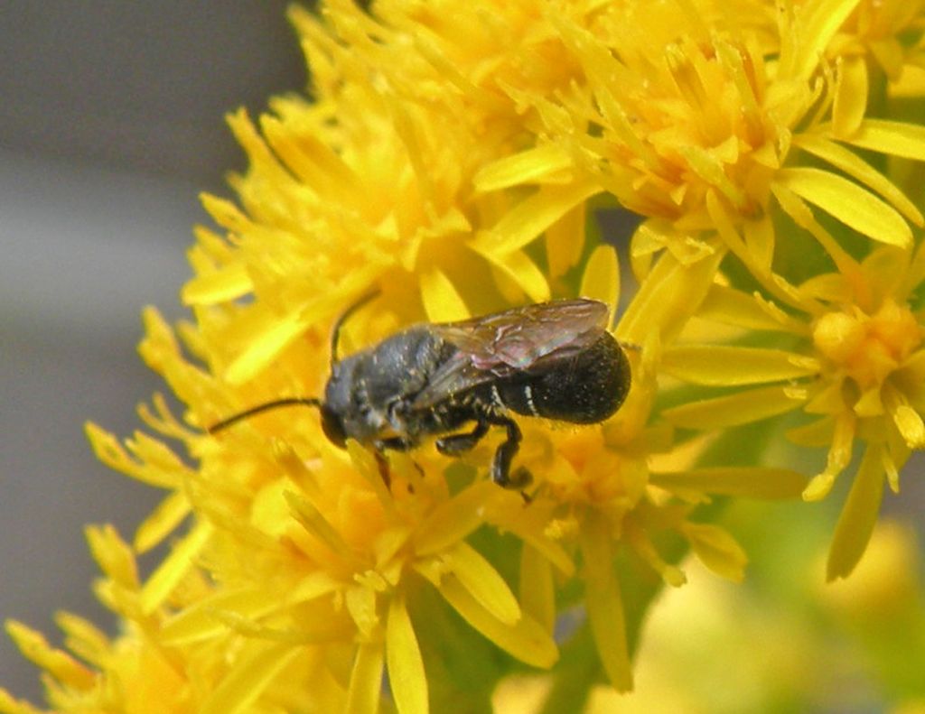 Piccole Andrena sp? No.  Heriades sp. (Apidae Megachilinae)